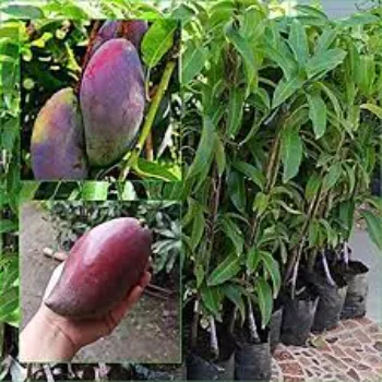 Growing Mango Plants